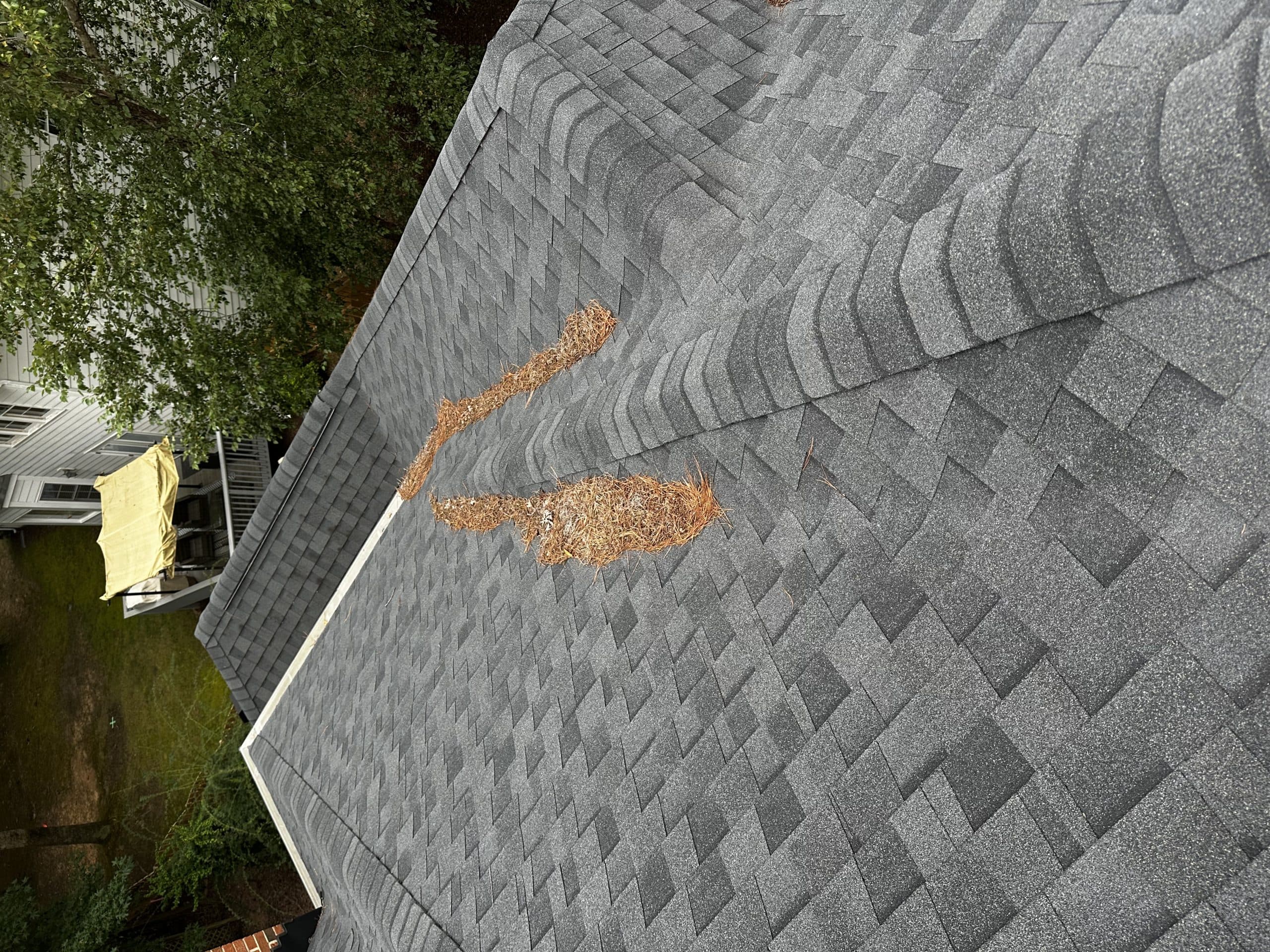 Pine straw lines on a shingle roof before cleanup