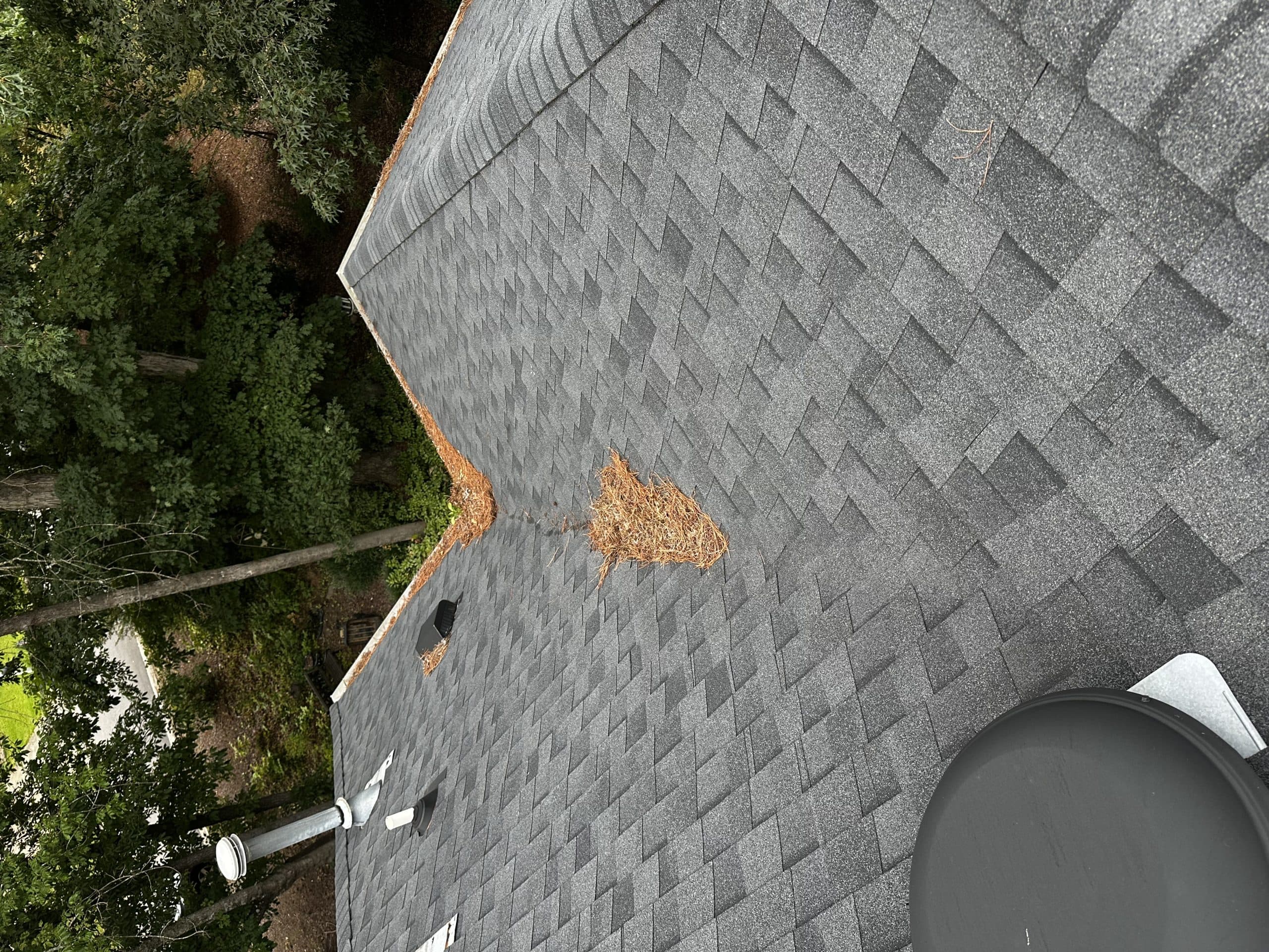 Pine needles sitting on an asphalt shingle roof